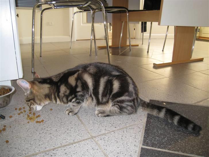 Huskat Woody billede 6