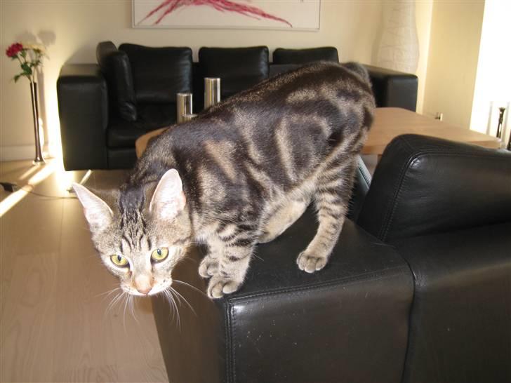 Huskat Woody billede 7