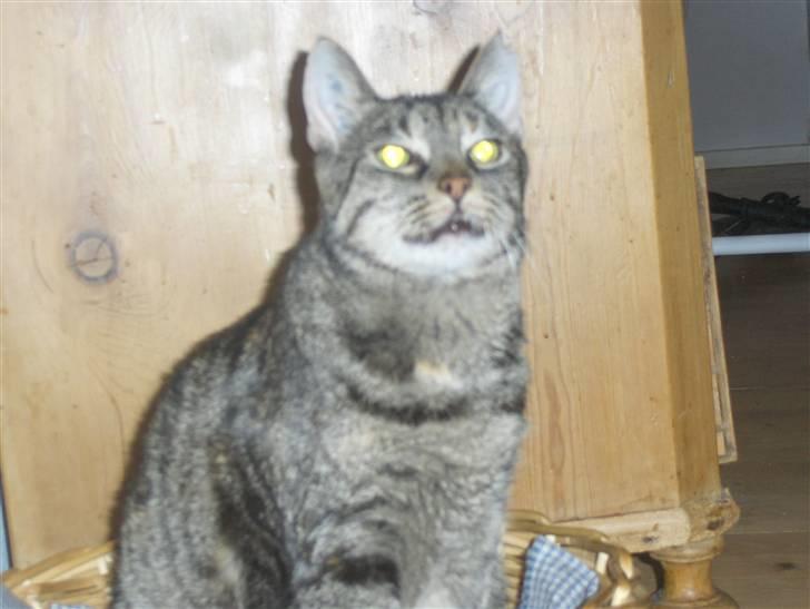 Huskat GiZmo-pigen  "Hittemis" billede 1