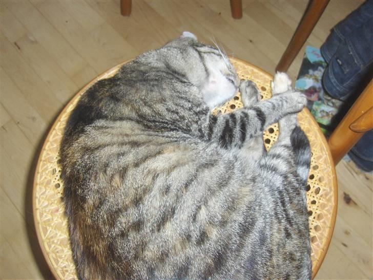 Huskat GiZmo-pigen  "Hittemis" billede 2