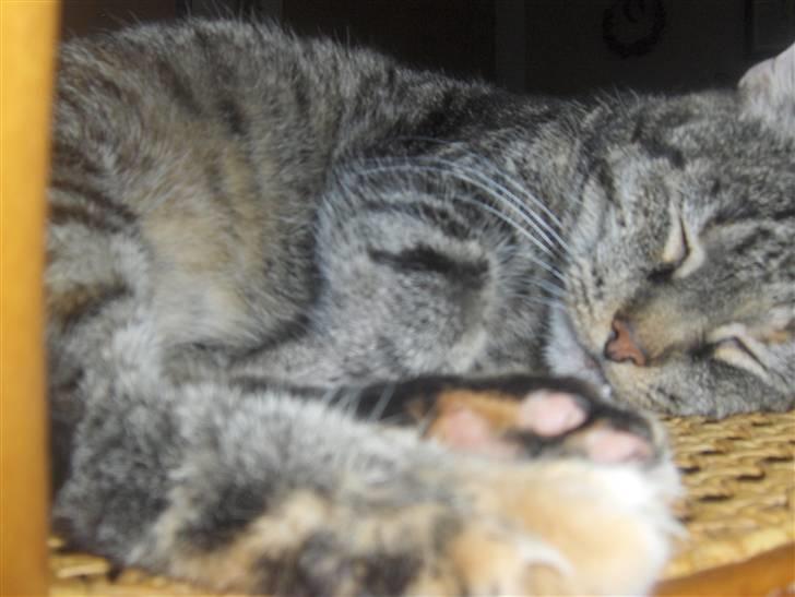 Huskat GiZmo-pigen  "Hittemis" billede 3