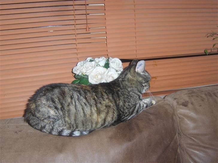 Huskat GiZmo-pigen  "Hittemis" billede 4