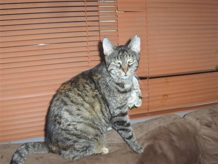 Huskat GiZmo-pigen  "Hittemis" billede 5