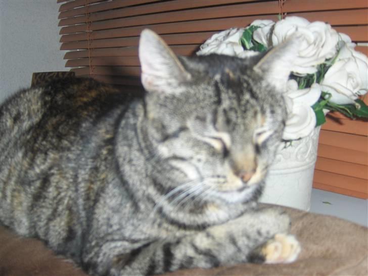 Huskat GiZmo-pigen  "Hittemis" billede 6