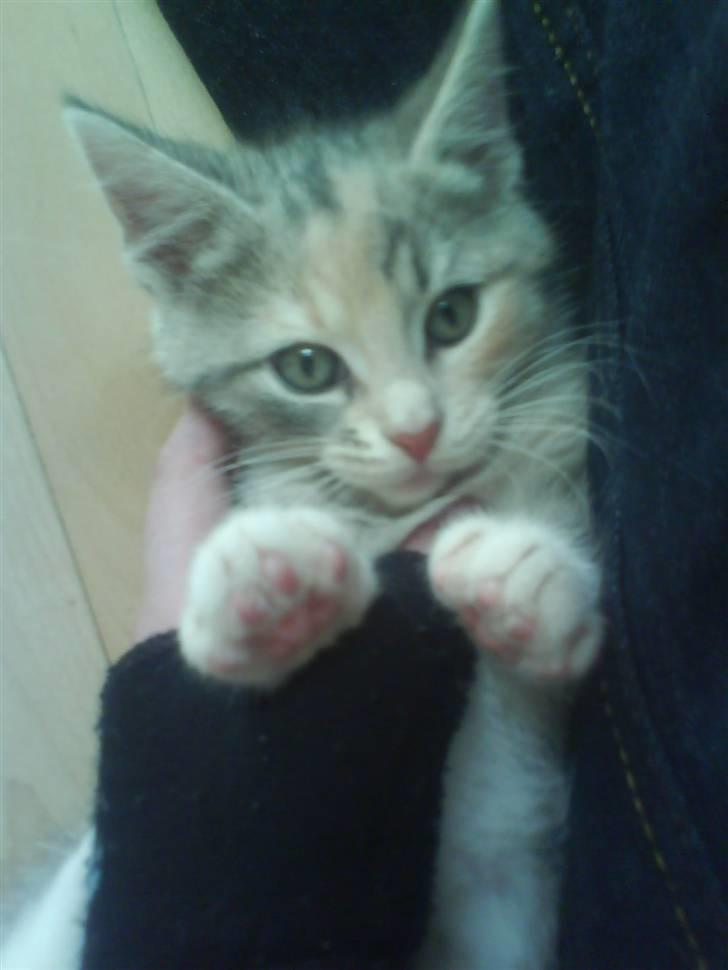 Huskat Bella (Himmelkat) - Hmm poter op? billede 1