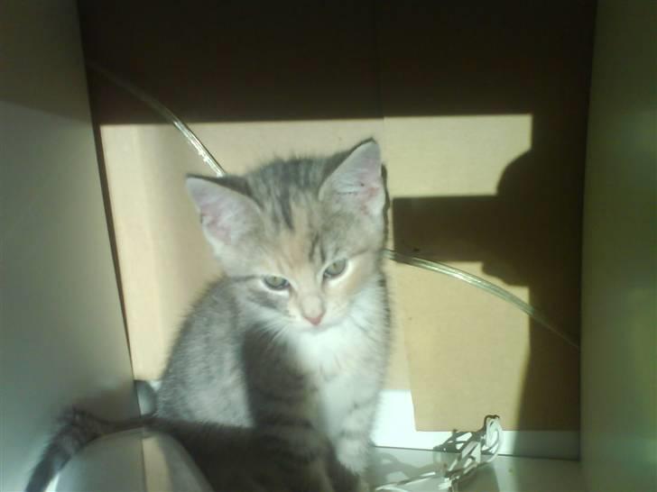 Huskat Bella (Himmelkat) - Hvad er du ude på? billede 2