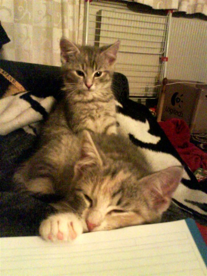 Huskat Bella (Himmelkat) - Hende der er forrest i billedet billede 3