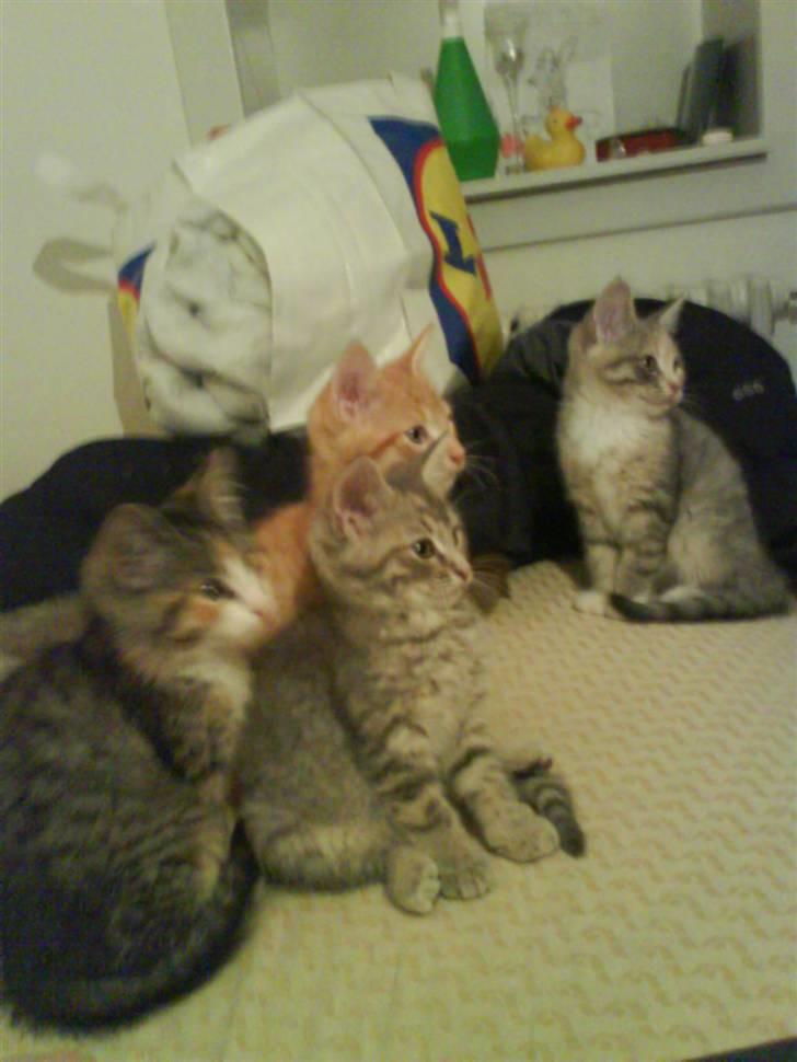 Huskat Bella (Himmelkat) - Hende der sidder alene billede 4