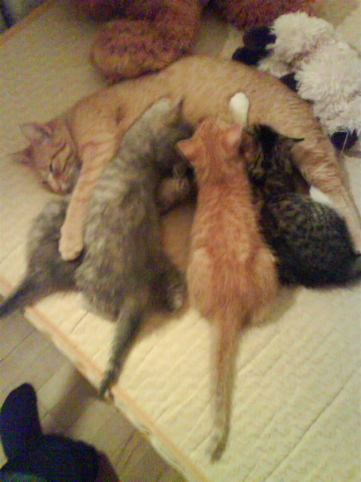 Huskat Bella (Himmelkat) - Mmm mælk en sidste gang billede 5