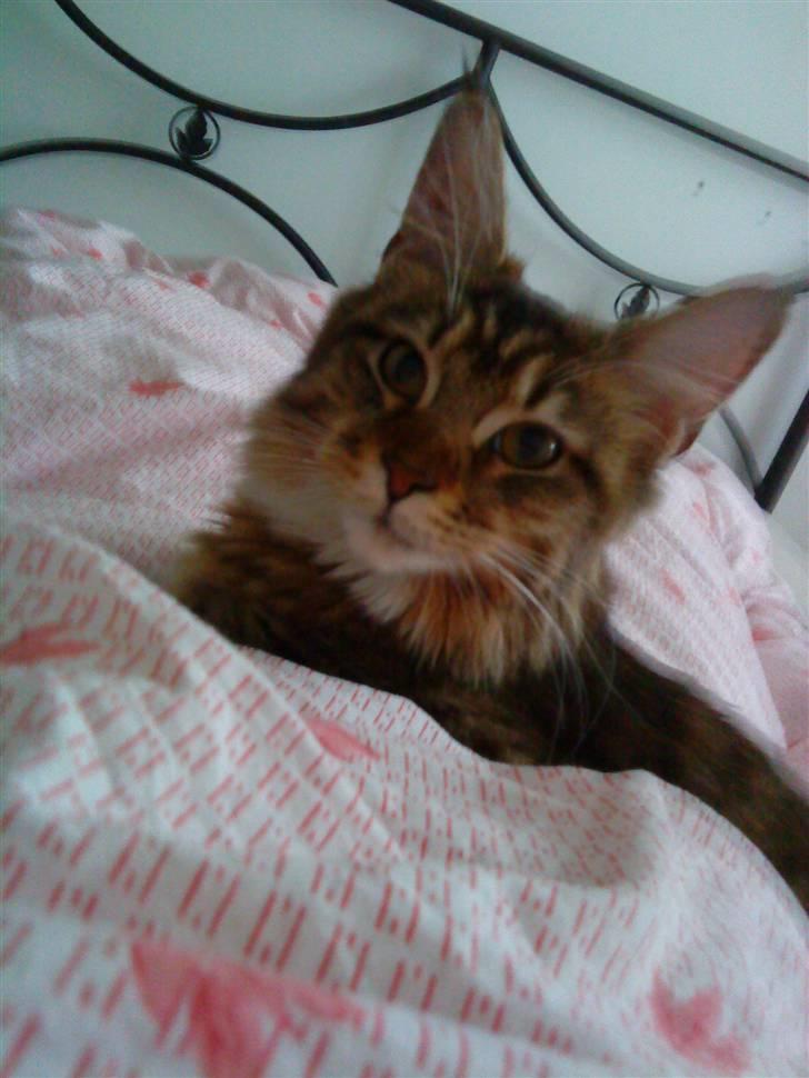 Maine Coon Dk Moviecoons honey bibi billede 20