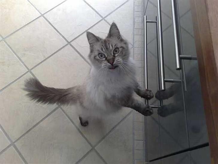 Ragdoll svigermor - jeg tigger lidt når mor er i køkkenet   :) billede 16