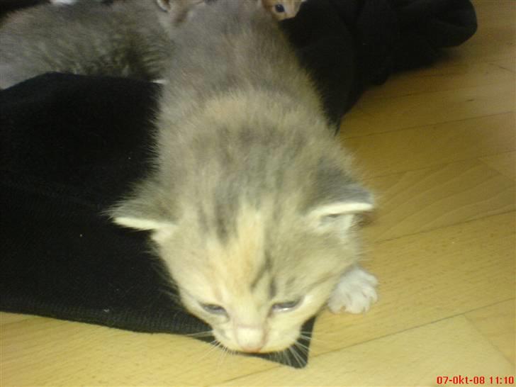 Huskat Bella (Himmelkat) - Ikke ret gammel  billede 6