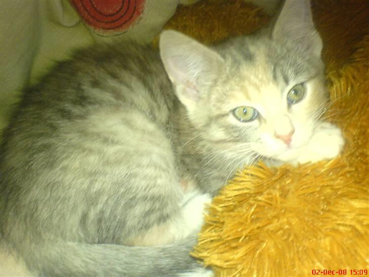 Huskat Bella (Himmelkat) - Hvad kigger du dog på billede 7