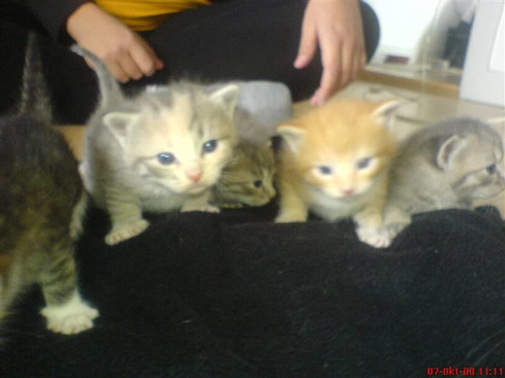 Huskat Bella (Himmelkat) - Mine søstre ikke ret gamle billede 8