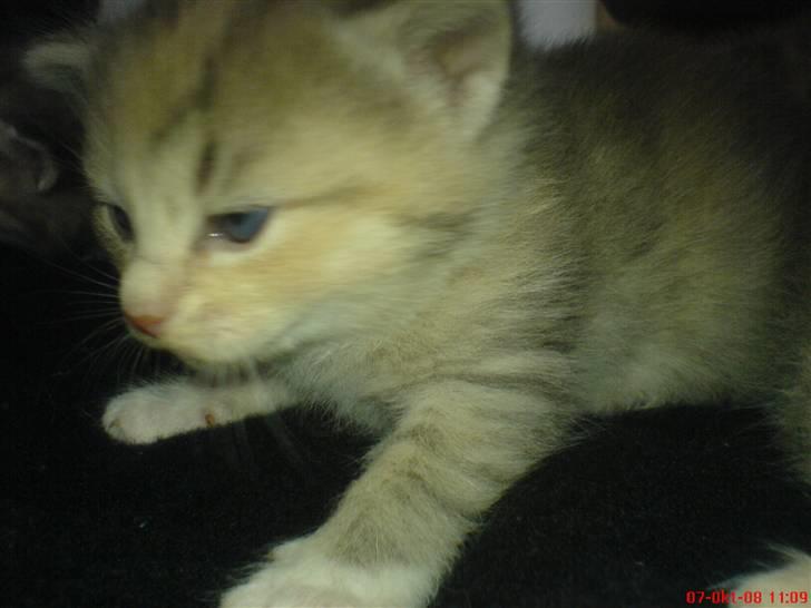 Huskat Bella (Himmelkat) - Miv ikke ret gammel billede 9