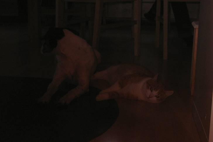 Huskat Alexander (R.I.P.) - Hygge med Casper foran brændeovnen billede 4