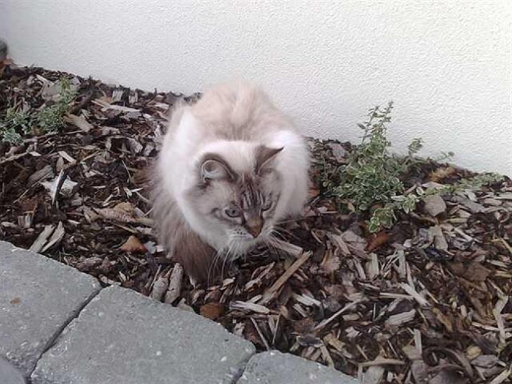 Ragdoll svigermor billede 19