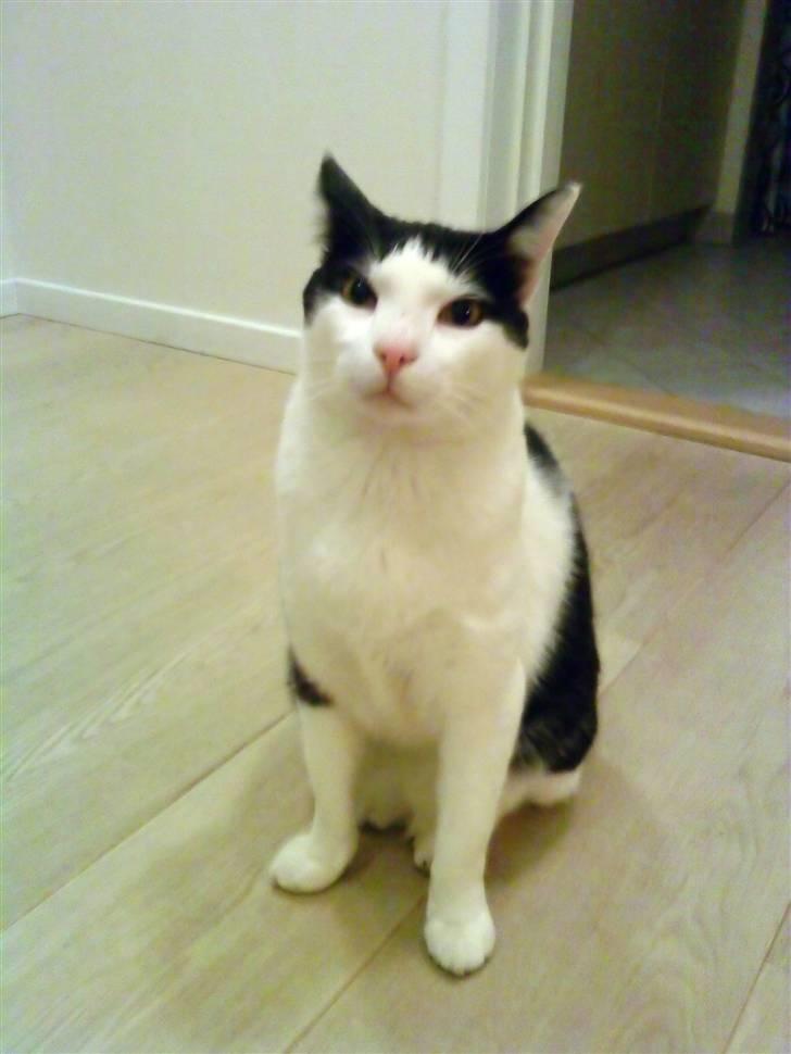 Huskat Bølle - Bølle i vores gang. billede 5