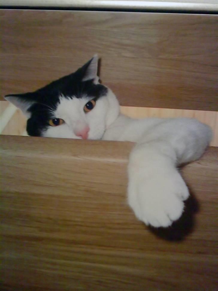 Huskat Bølle - Bølle ligger på trappen :) billede 6