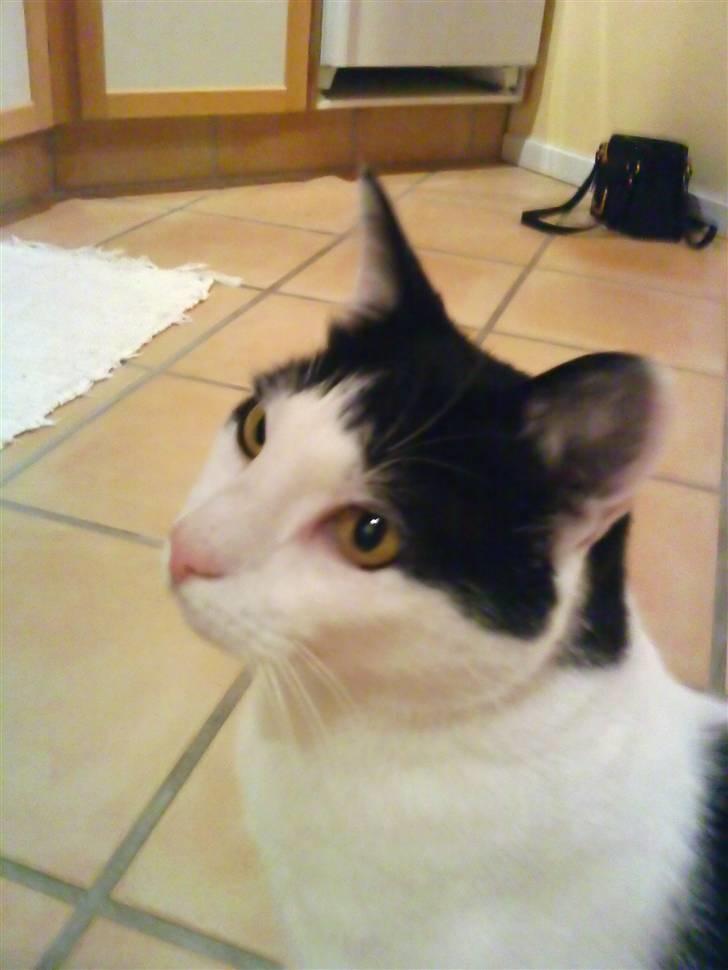 Huskat Bølle - Bølle venter på mad... billede 7