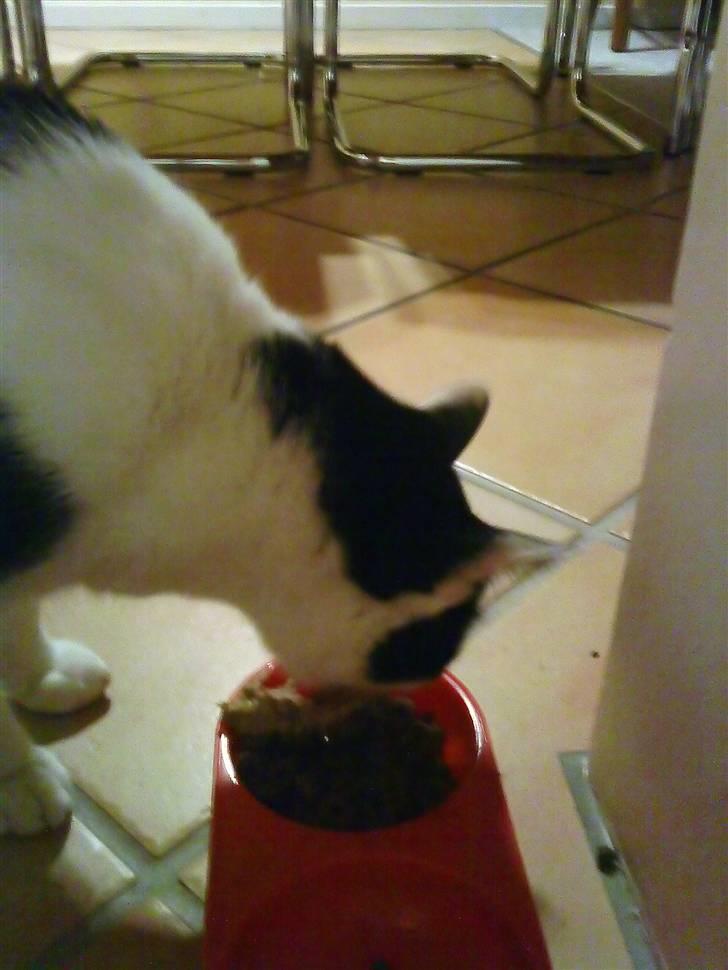 Huskat Bølle - "Nu spiser jeg" billede 8