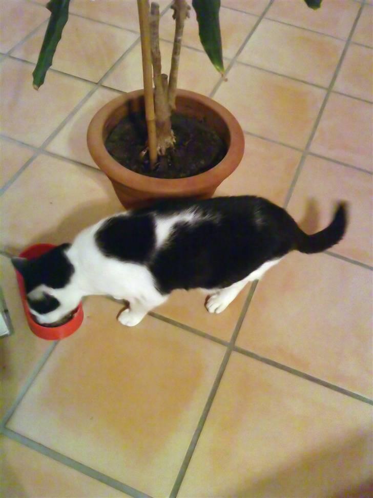 Huskat Bølle - Bølle spiser igen... billede 9