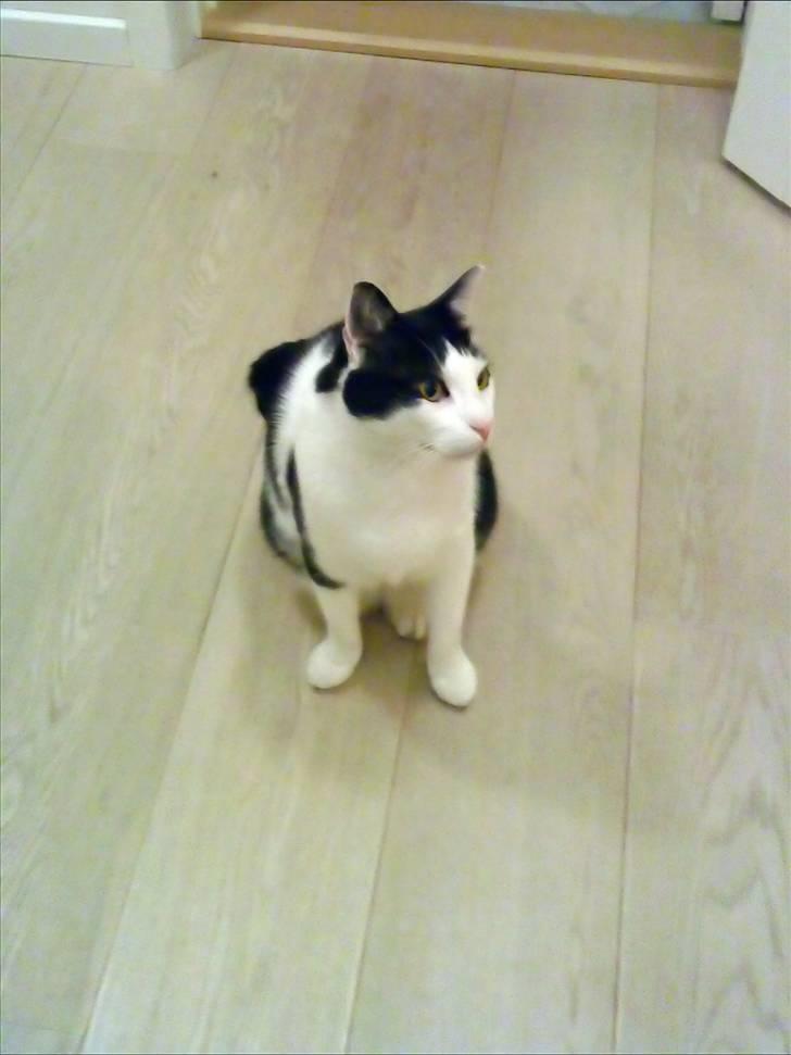 Huskat Bølle - Bølle <3  billede 10