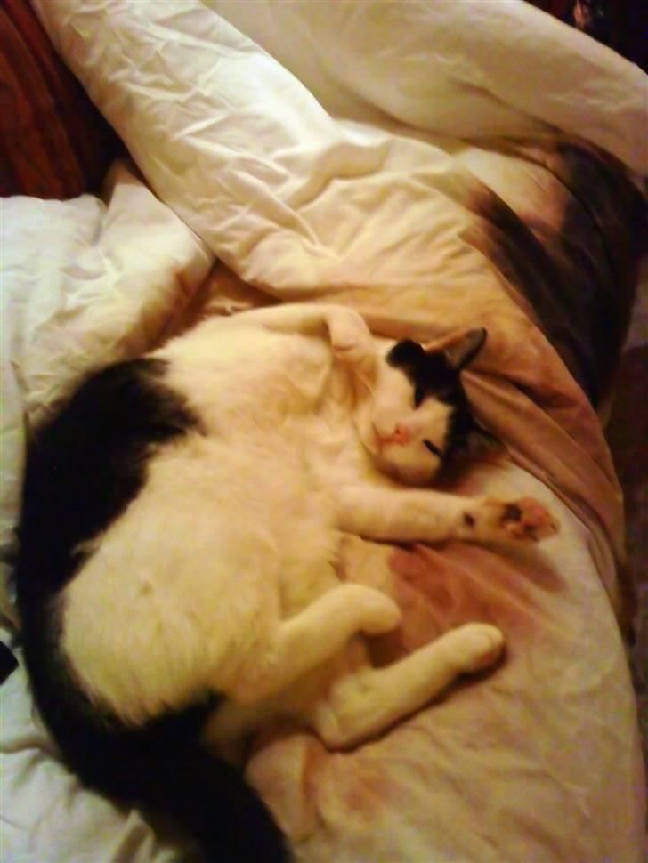 Huskat Bølle - Bølle sover på min dyne. billede 11
