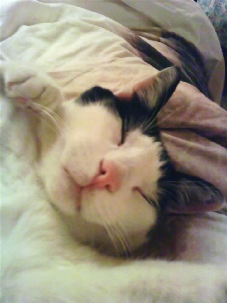 Huskat Bølle - "Jeg sover" billede 12