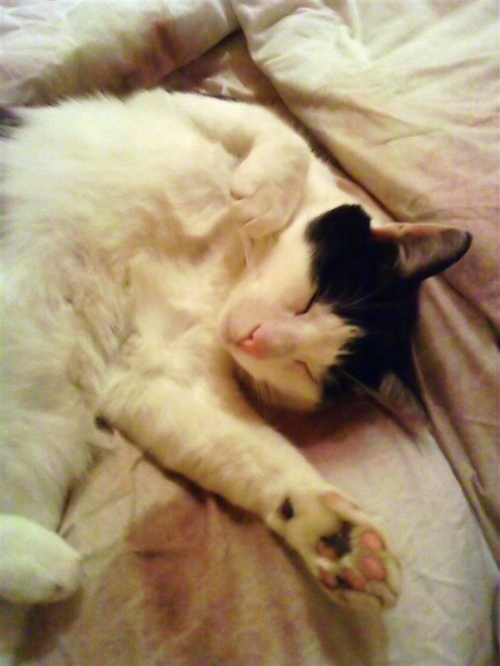 Huskat Bølle - Bølle sover igen :) billede 13