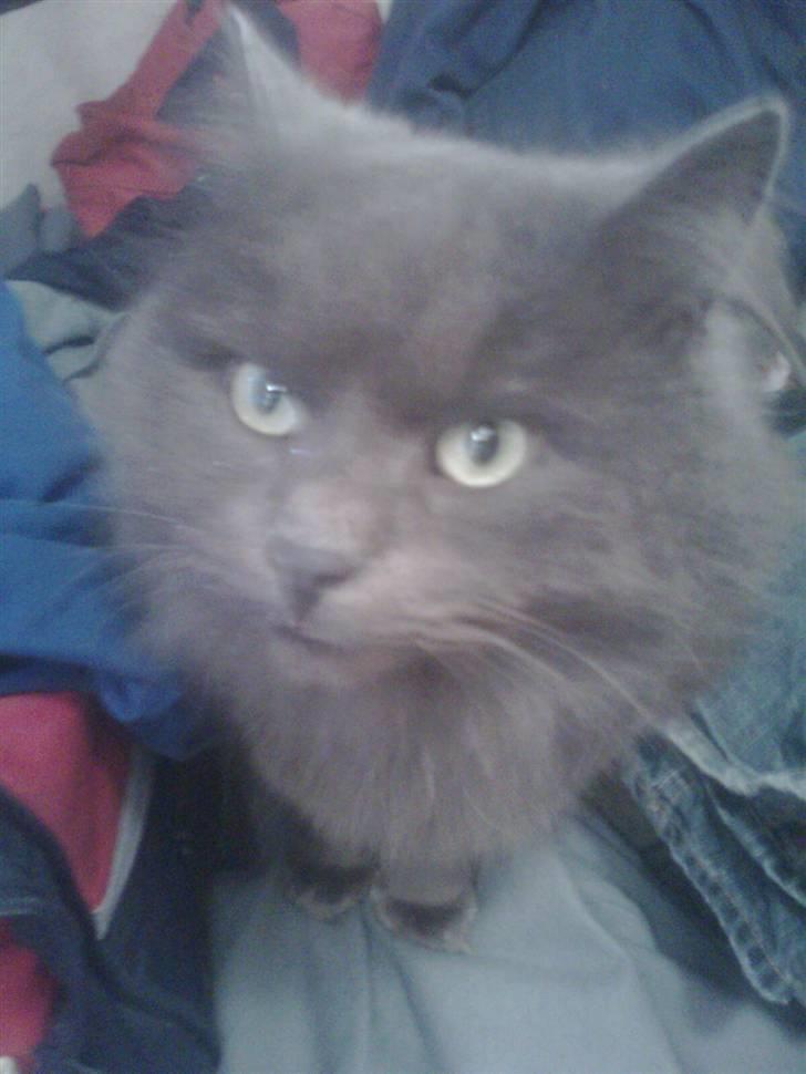 Blanding af racer sofus*sviger forældrenes* - VELKOMMEN TIL SOFUS PROFIL ved billederne er lidt ens men han laver ikk ret meget andet end a sove:) billede 1