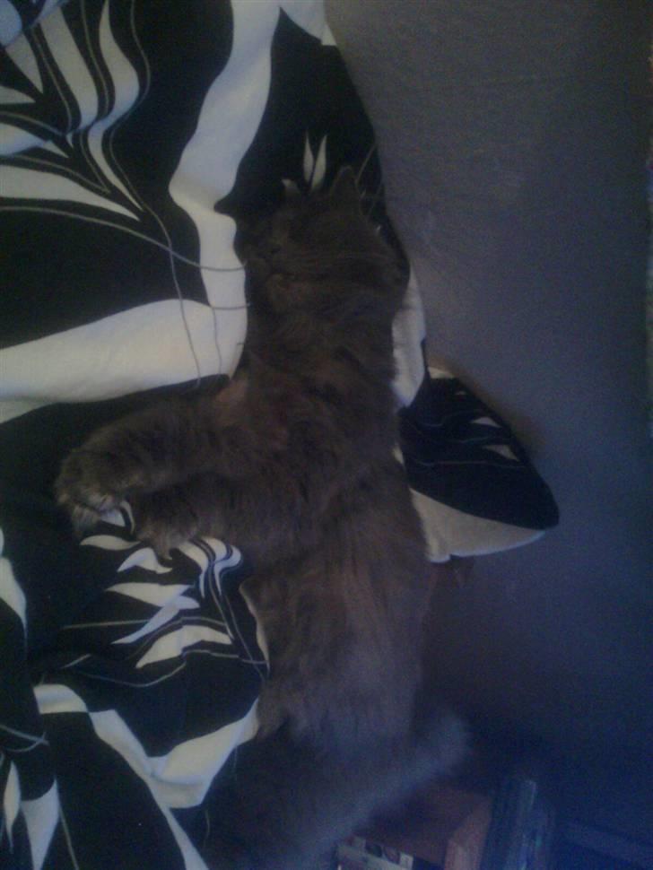 Blanding af racer sofus*sviger forældrenes* billede 2