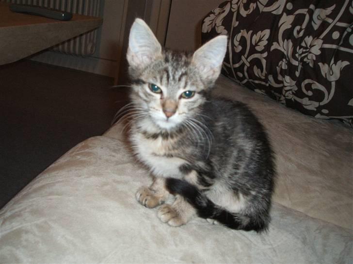 Blanding af racer Fiona - Her sidder hun så og rå hygger lidt i sofaen billede 1