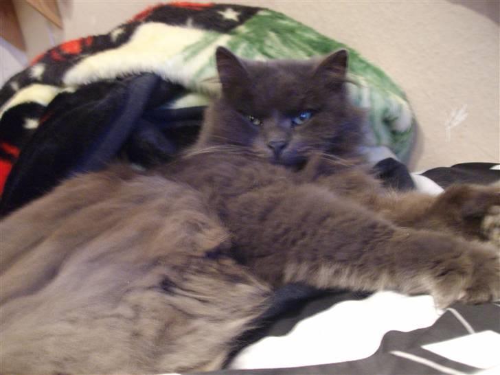 Blanding af racer sofus*sviger forældrenes* billede 4