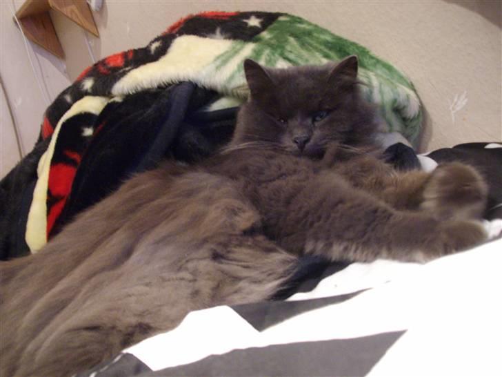 Blanding af racer sofus*sviger forældrenes* billede 5