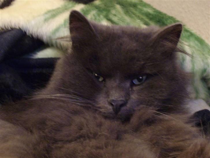 Blanding af racer sofus*sviger forældrenes* billede 6