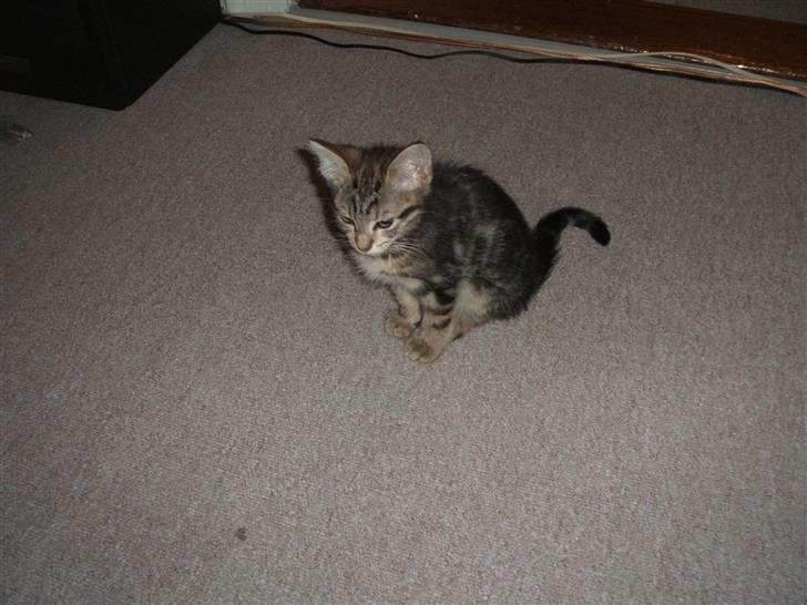 Blanding af racer Fiona - Her sidder hun og venter på sin søster billede 4