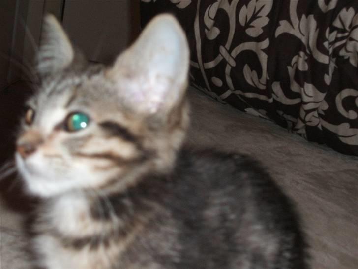 Blanding af racer Fiona - Det er ikke hele tiden hun gider at blive fotograferet, så nogen gange kommer hun lidt tæt på billede 5