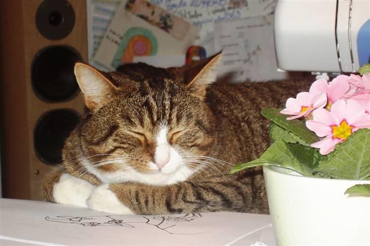 Huskat Samson (R.I.P.) - Vores dejlige Samson beder bordbøn :) billede 1