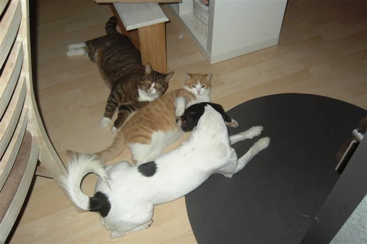 Huskat Samson (R.I.P.) - Samson smiler, mens Xander og Casper skændes lidt :) billede 2