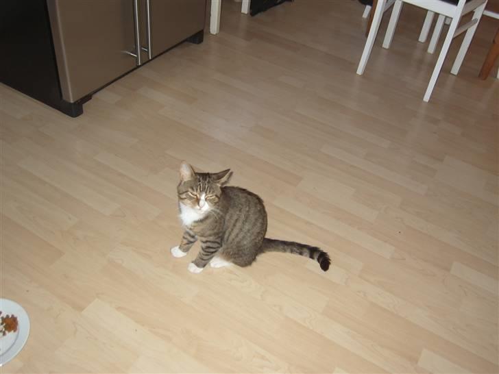 Huskat Samson (R.I.P.) - "Er jeg ikke skøn?" billede 3