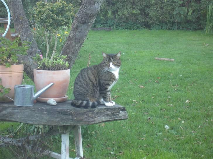 Huskat Samson (R.I.P.) - Smukke Samson billede 4