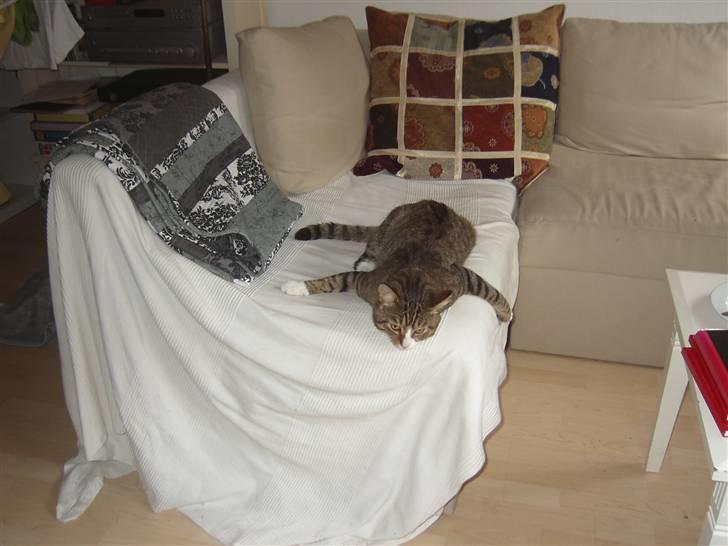 Huskat Samson (R.I.P.) - Samson ligger sjovt IGEN! xD billede 5