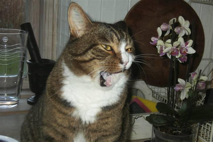 Huskat Samson (R.I.P.) - "Hvad glor du på?" billede 6