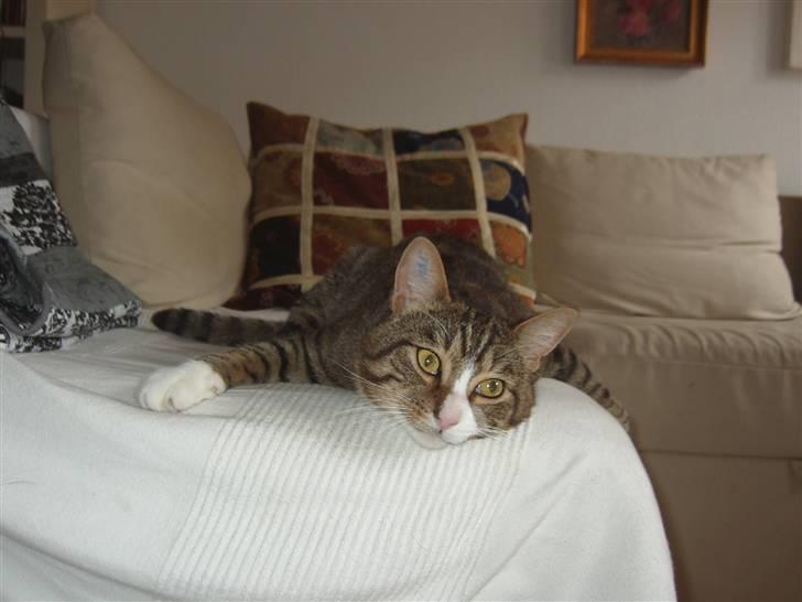 Huskat Samson (R.I.P.) - "Jeg kan se dig!" billede 7