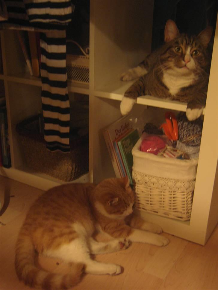 Huskat Samson (R.I.P.) - Drengene blev opdaget, da de var ved at udtænke en ny plan ved navn "Fiskemad"... billede 8