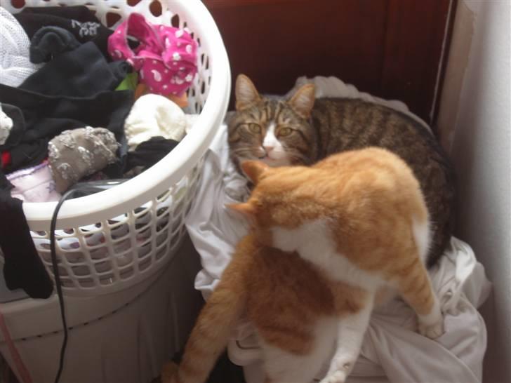 Huskat Samson (R.I.P.) - Drengene i vasketøjet XD billede 9