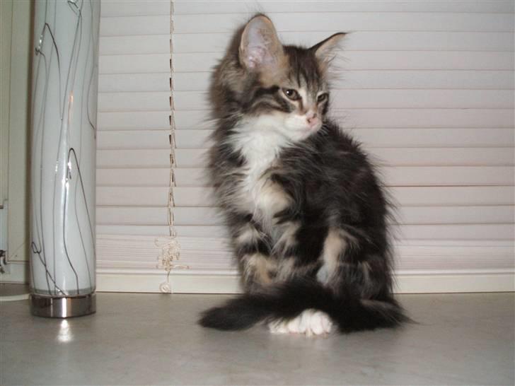 Blanding af racer Duchess - Her sidder hun og kigger lidt på tilværelsen billede 1