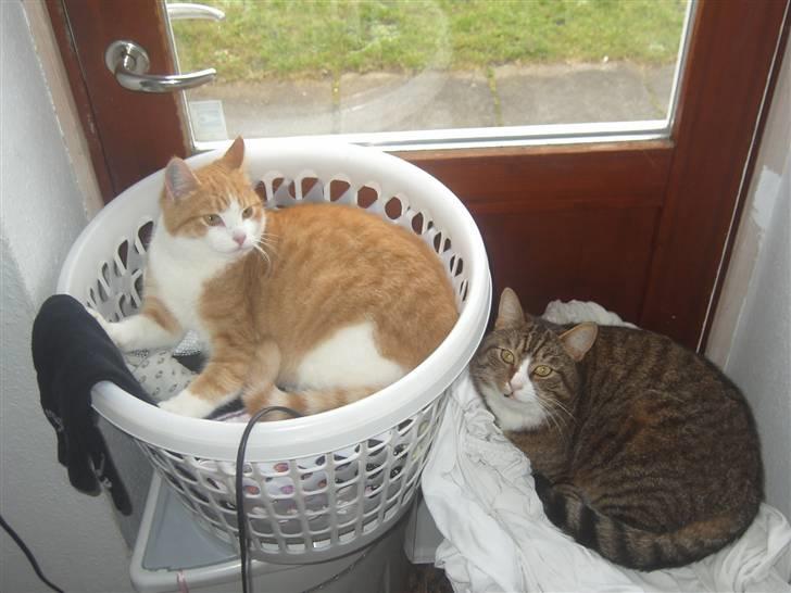 Huskat Samson (R.I.P.) - "Hey, jeg vil være øverst!" billede 10