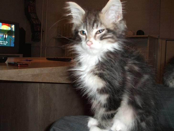 Blanding af racer Duchess - Her sidder hun trygt på fars skød, som hun bruger rigtig meget, lige som sin søster Fiona billede 2